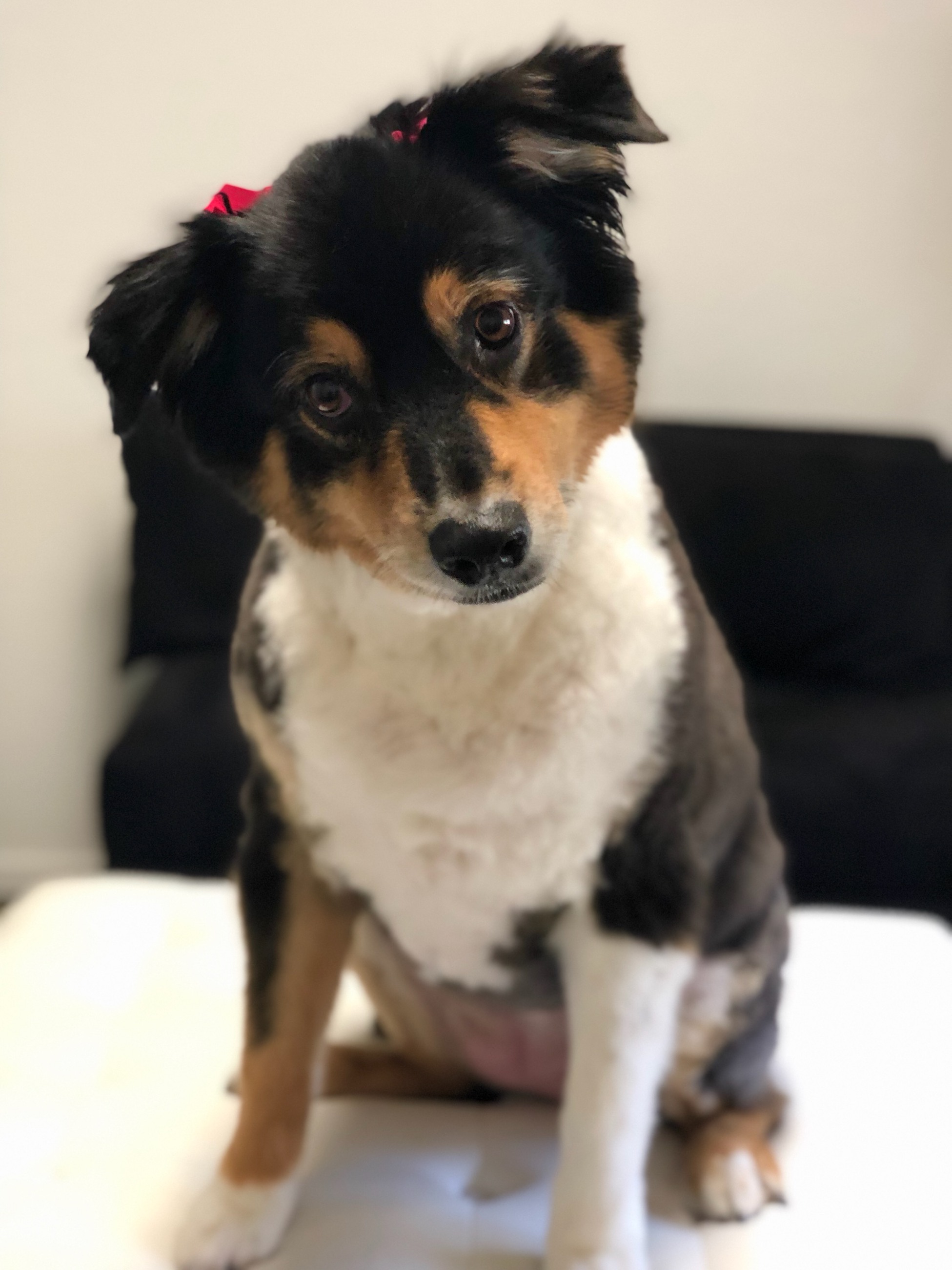 Pet Boarding & Grooming in El Cajon, CA Singing Hills Animal Hospital